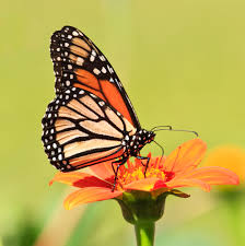 farfalla arancione - orange butterfly