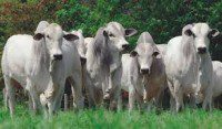 allevamento e reddito agrario (animali al pascolo)