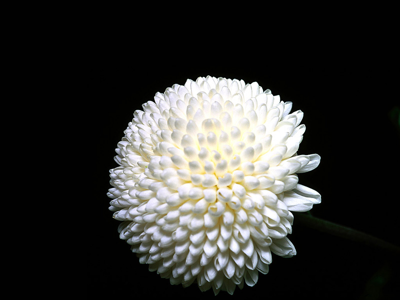 Fiore di Crisantemo, un classico omaggio in occasione dei funerali, prima della successione ereditaria